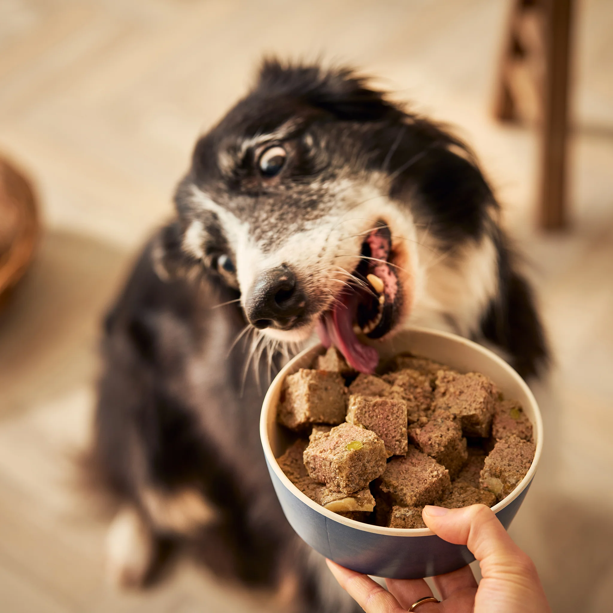 Senior Lamb & Butternut Squash Wet Dog Food - Image 7